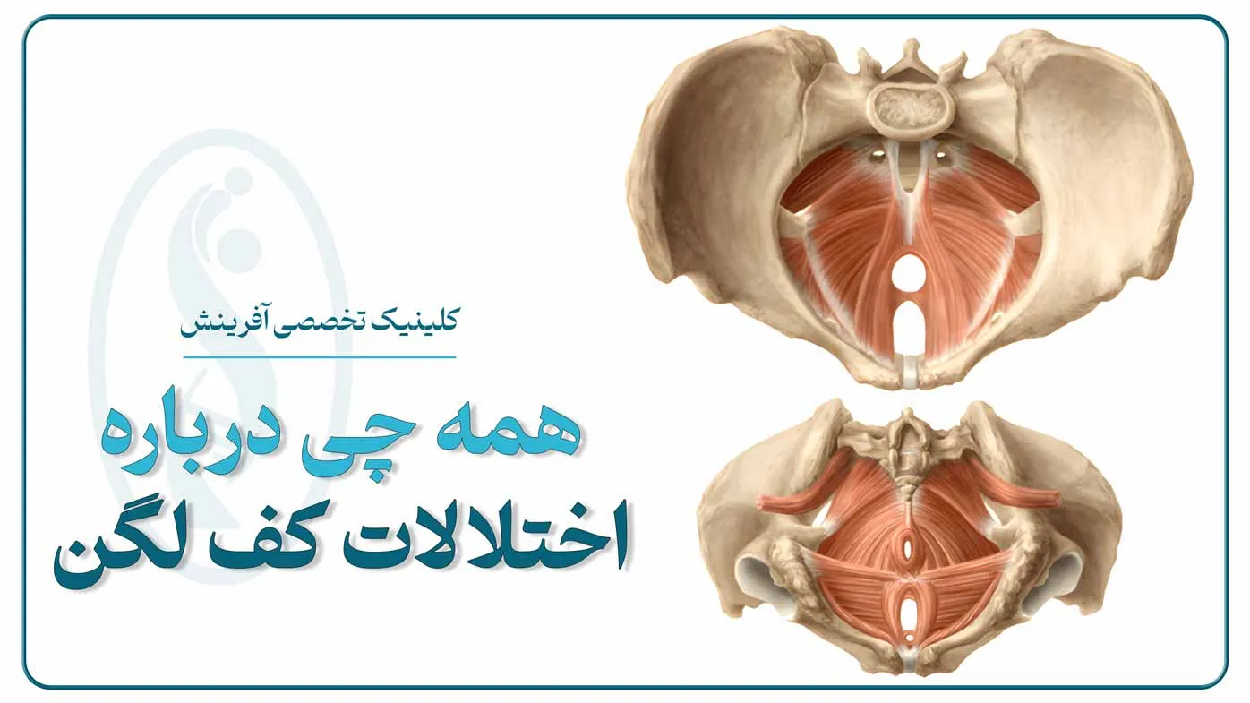 نمای آناتومی عضلات کف لگن و عملکرد آن‌ها در حمایت از اندام‌های لگنی